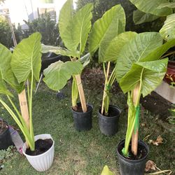 Plants For Sale (elegant Leaf 🍃 )