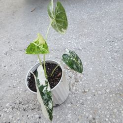 Alocasia Fridek Variegated 