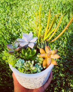Succulent arrangement