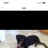Marcie