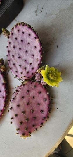 Purple Cactus Cuttings 