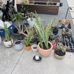 Plants!!!