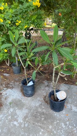 Plumaria plant yellow