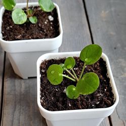 Chinese Money Plant/ Pilea / Indoor Plant/ House Plant  Flower Patio Garden