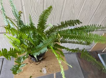 Planta natural $$10