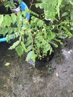 Star fruit tree.