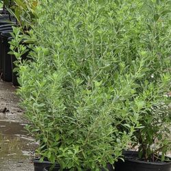 Texas Green Sage Purple Flowers 