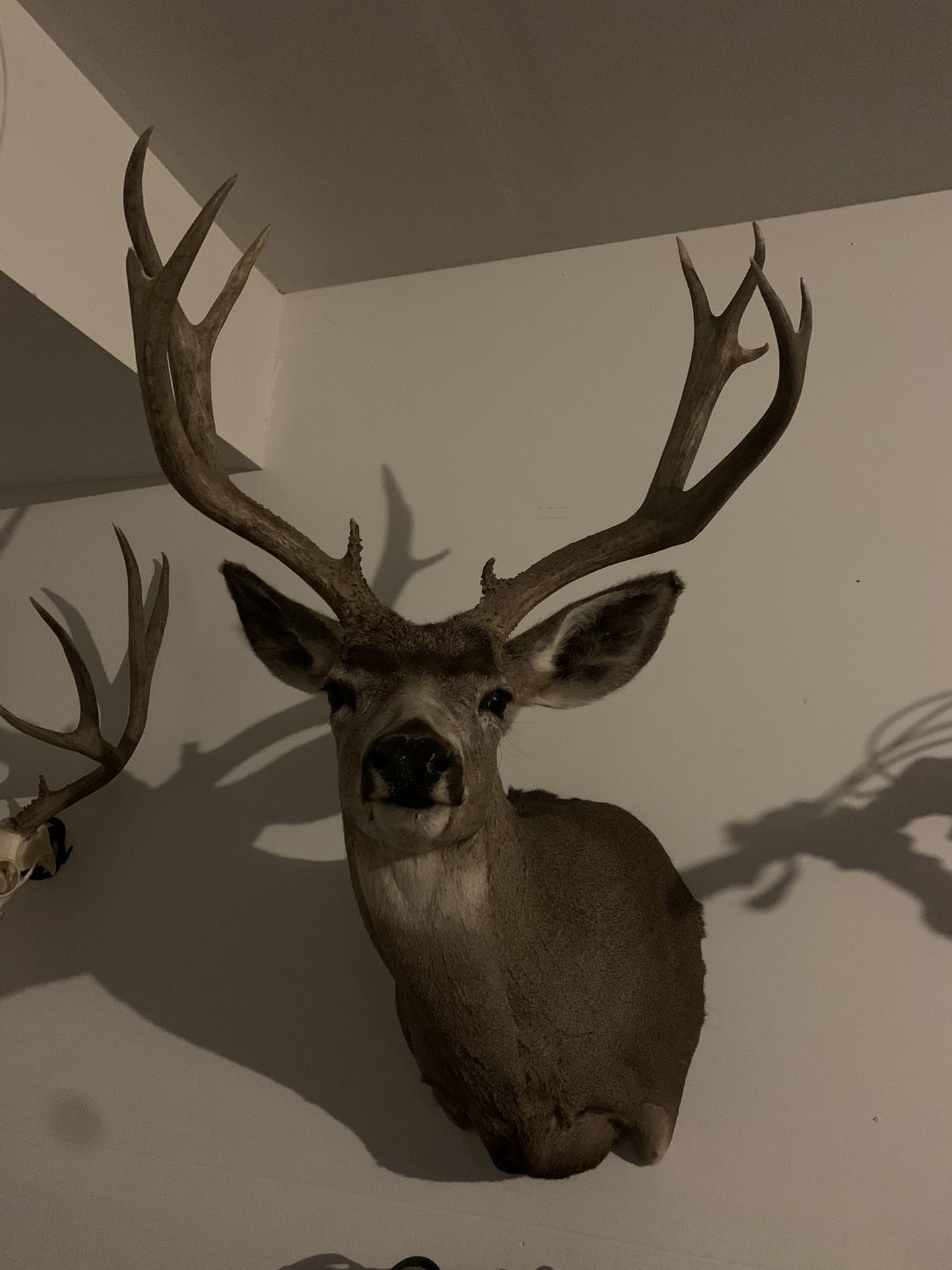 Shoulder Mount