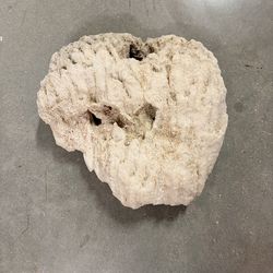 Coral Fossil Coastal Decor