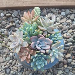 Succulents In Ceramic Pot