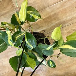 Cascade Philodendron Brasil Cream Splash  