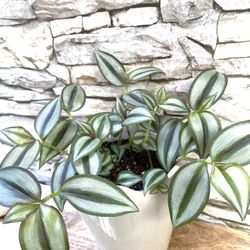 Tradescantia Zebrina Beautiful Trailing House Plant In Cute Ceramic Pot 6"H. Macrame Is An Extra $5.