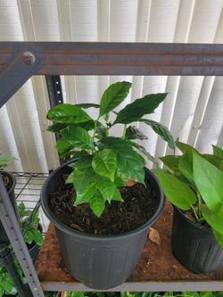 Arabica coffee ☕️ plant