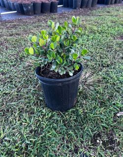 Clusias nana . Dwarf