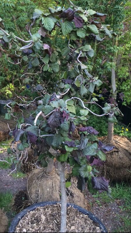 Contorted Filbert tree (red)