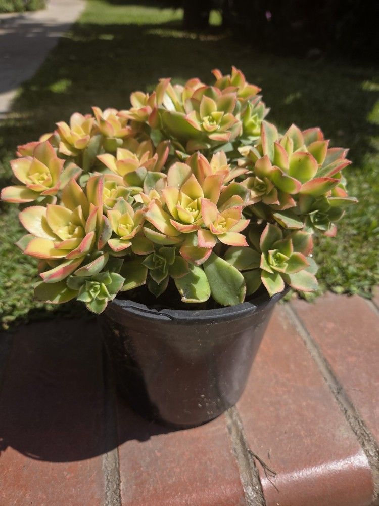 Suculent Plant Kiwi