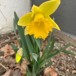 Outdoor Flowers - DAFFODILS