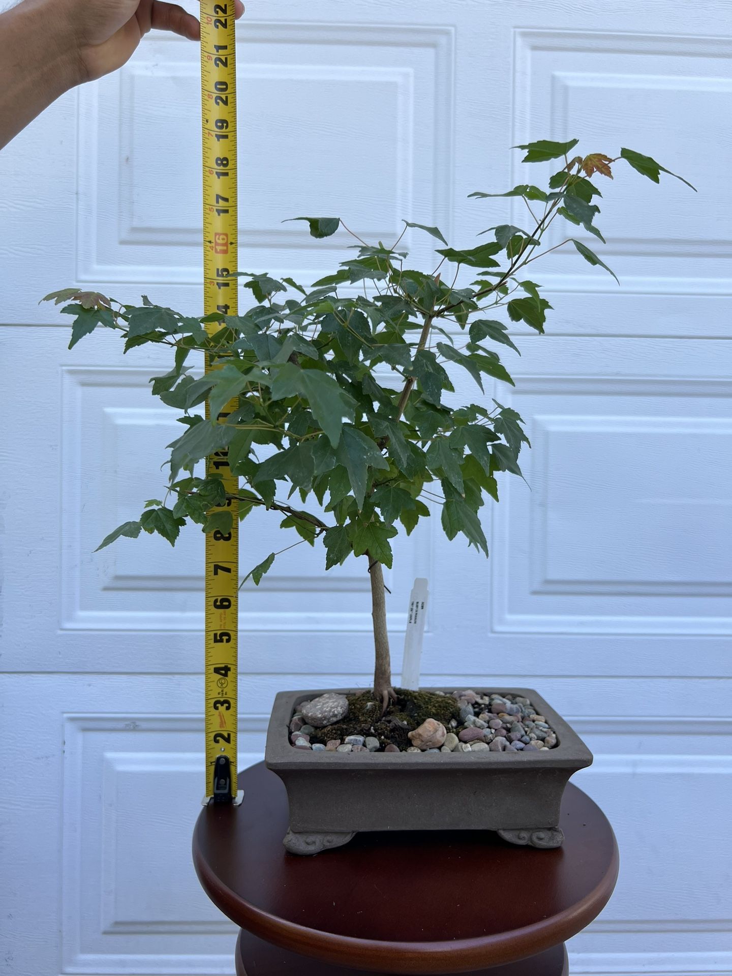 Trident Maple Bonsai