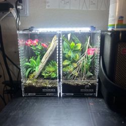 2 Jumping Spider Setups 