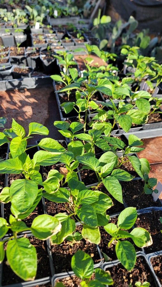 Heritage And Heirloom Veggie And Herb Starters 