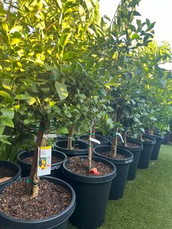 Big mature Meyer lemon trees