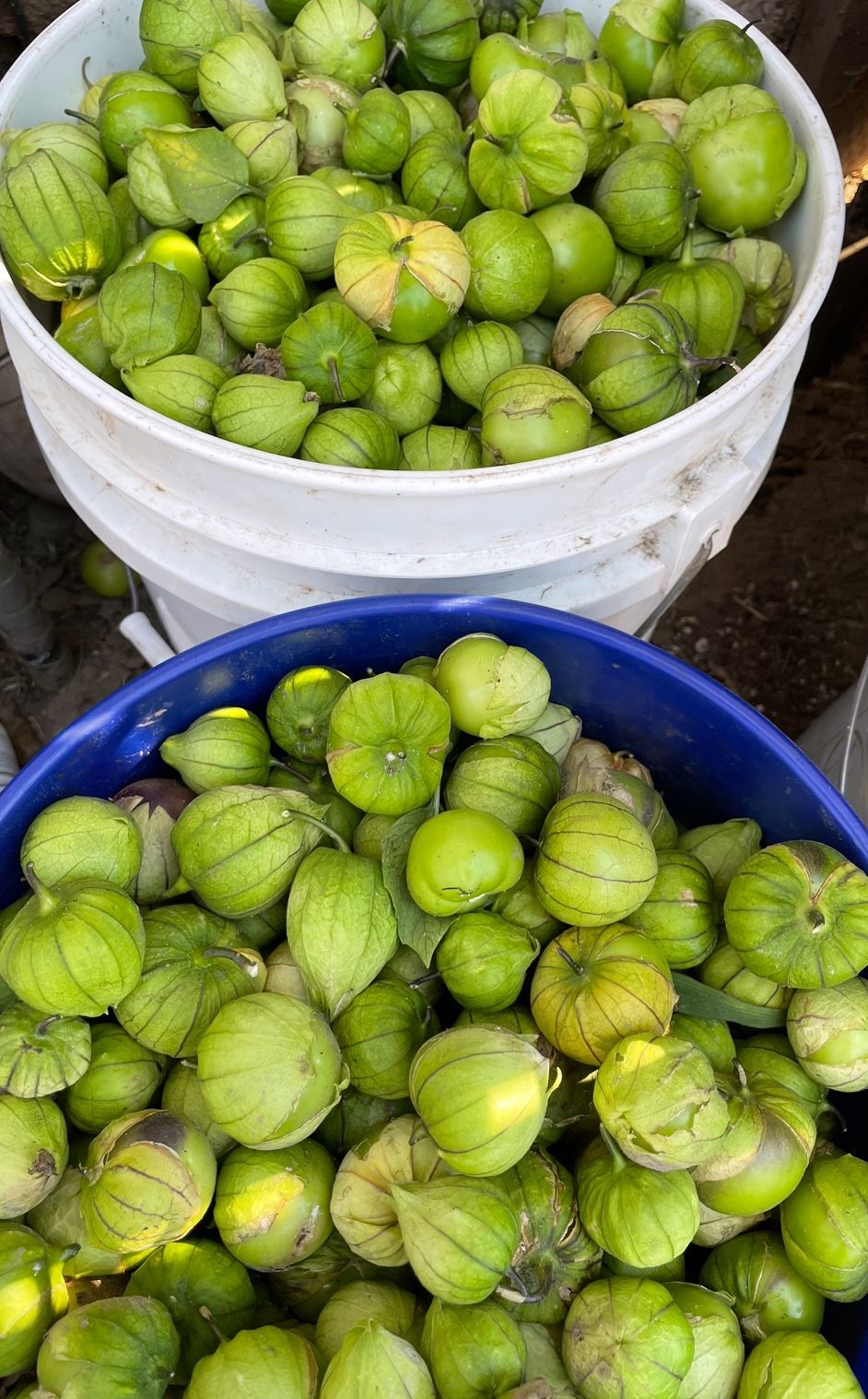 Tomatillo Milpero