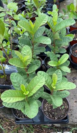 Pink Guava plants
