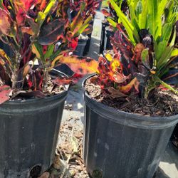 Croton Mammy – 3 Gallon Pot – Colorful & Healthy – $8 