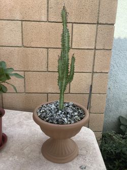 Suculenta