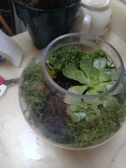 Plants