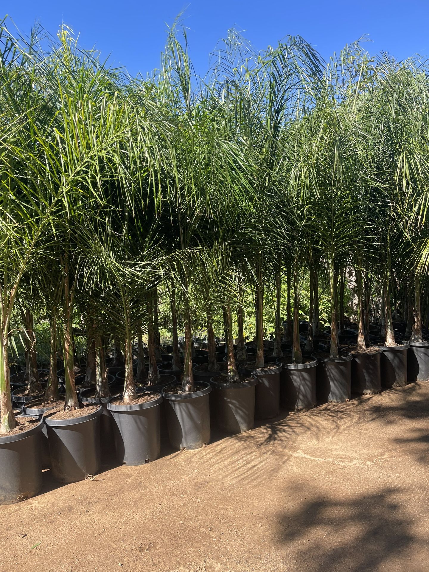 Queen Palm Trees- Approximately 6 - 8 Feet Tall- 15 Gallon Size