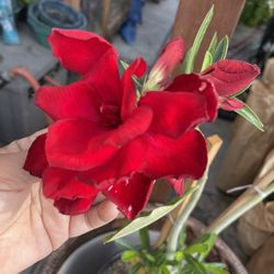 6” desert rose