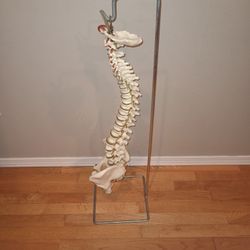 Plastic Anatomy Model Of Human Spine With 3 foot Tall Display Stand