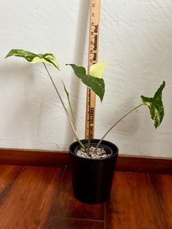 Syngonium Albo in Semi Hydroponic Setup