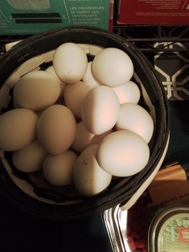 eggs for sale