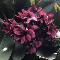Plumeria** Cuttings/ Potted Plants/ Many Different Varieties - $20 (and up) (Costa Mesa)