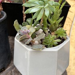 Succulent arrangement