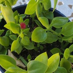 Beautiful Plant In Gallon Pot 
