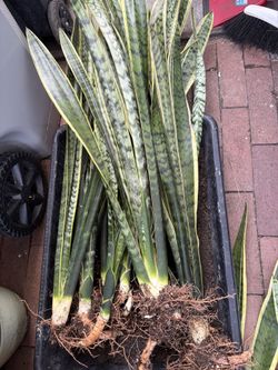 Large Snake Plant Cuttings - about 3ft tall