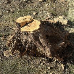 Tree Stub for free firewood