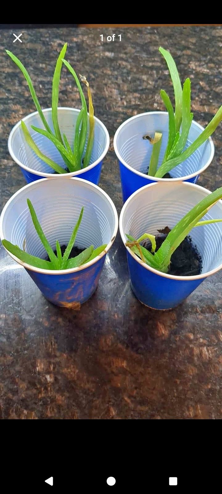 Alovera Baby Plant - Each For $5