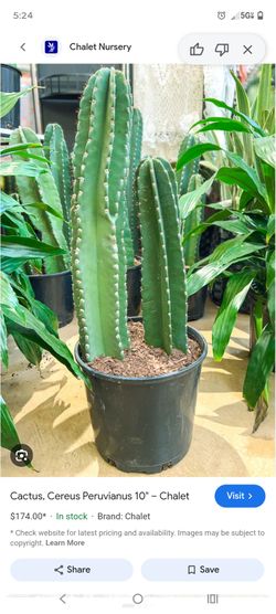 Cactus, Cereus Peruvianus