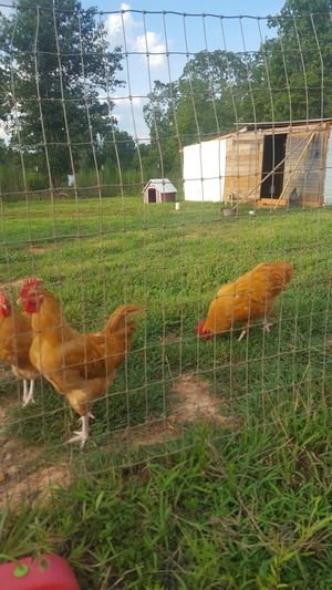 New And Used Farming For Sale In Columbia Sc Offerup