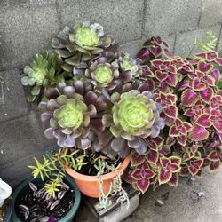 Lots Of Beautiful Plants More To Show