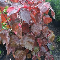 Red Copper Leaf Plants 3gl $16💚