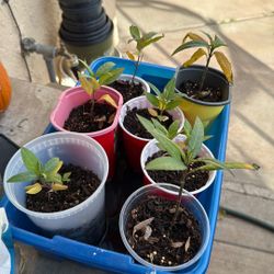 Milkweed Plants $5 Each