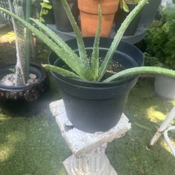 planta de sabila  crese grande  florese amarillo 