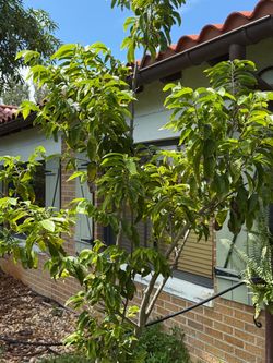 Large Cherimoya Tree For Sale 25 Gal