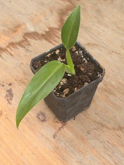 Philodendron green emerald
