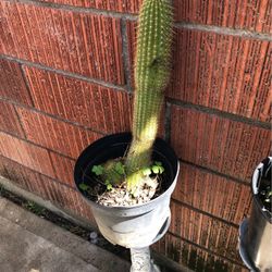 Cactus Plant